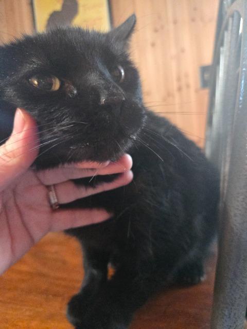 Enlarge Chicago Party Aunt, a Adoptable mixed breed in Auburn, IN image 2/4