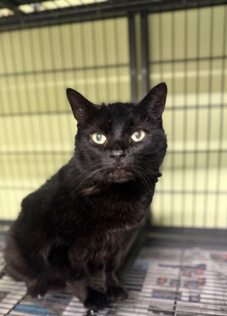 Enlarge Chicago Party Aunt, a Adoptable mixed breed in Auburn, IN image 3/4