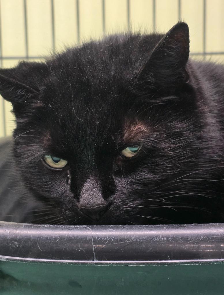 Enlarge Chicago Party Aunt, a Adoptable mixed breed in Auburn, IN image 4/4