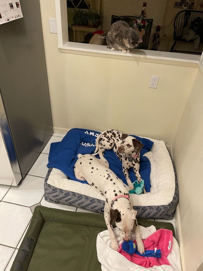 Paige and Pixie , Adoptable, Young Female Dalmatian.