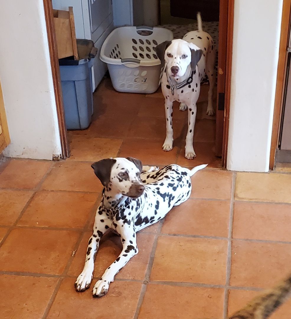 Paige and Pixie , Adoptable, Young Female Dalmatian.