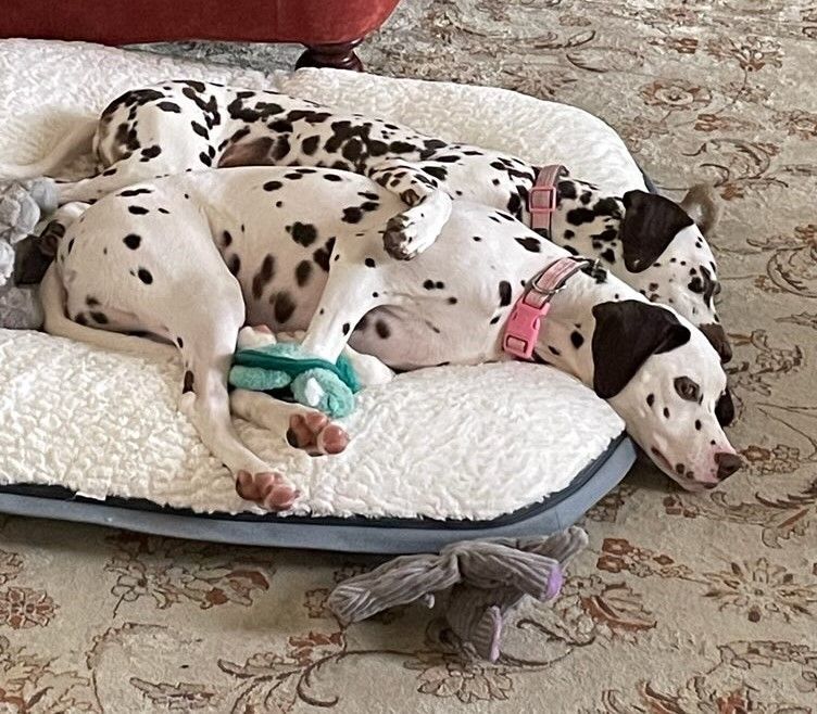 Enlarge Paige and Pixie , a Adoptable Dalmatian in Newport Beach, CA image 3/3