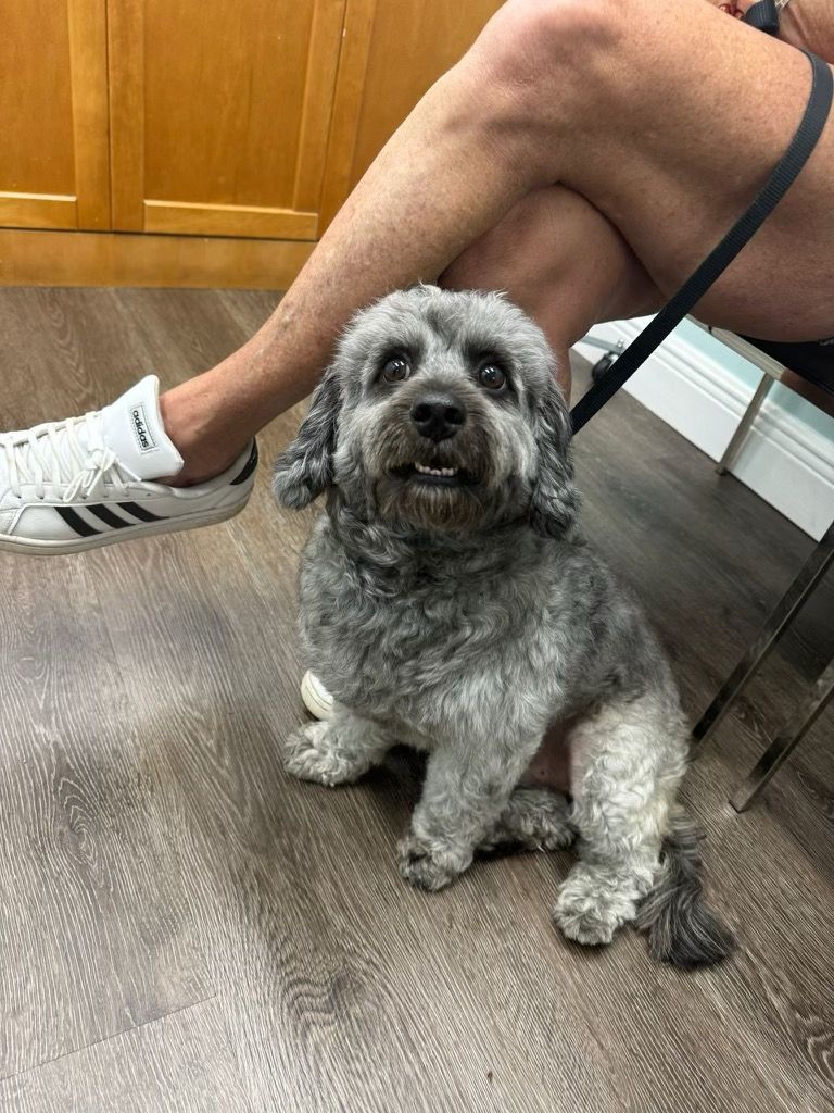 Norman, an adopted Cavapoo Mix in Lauderhill, FL_image-1