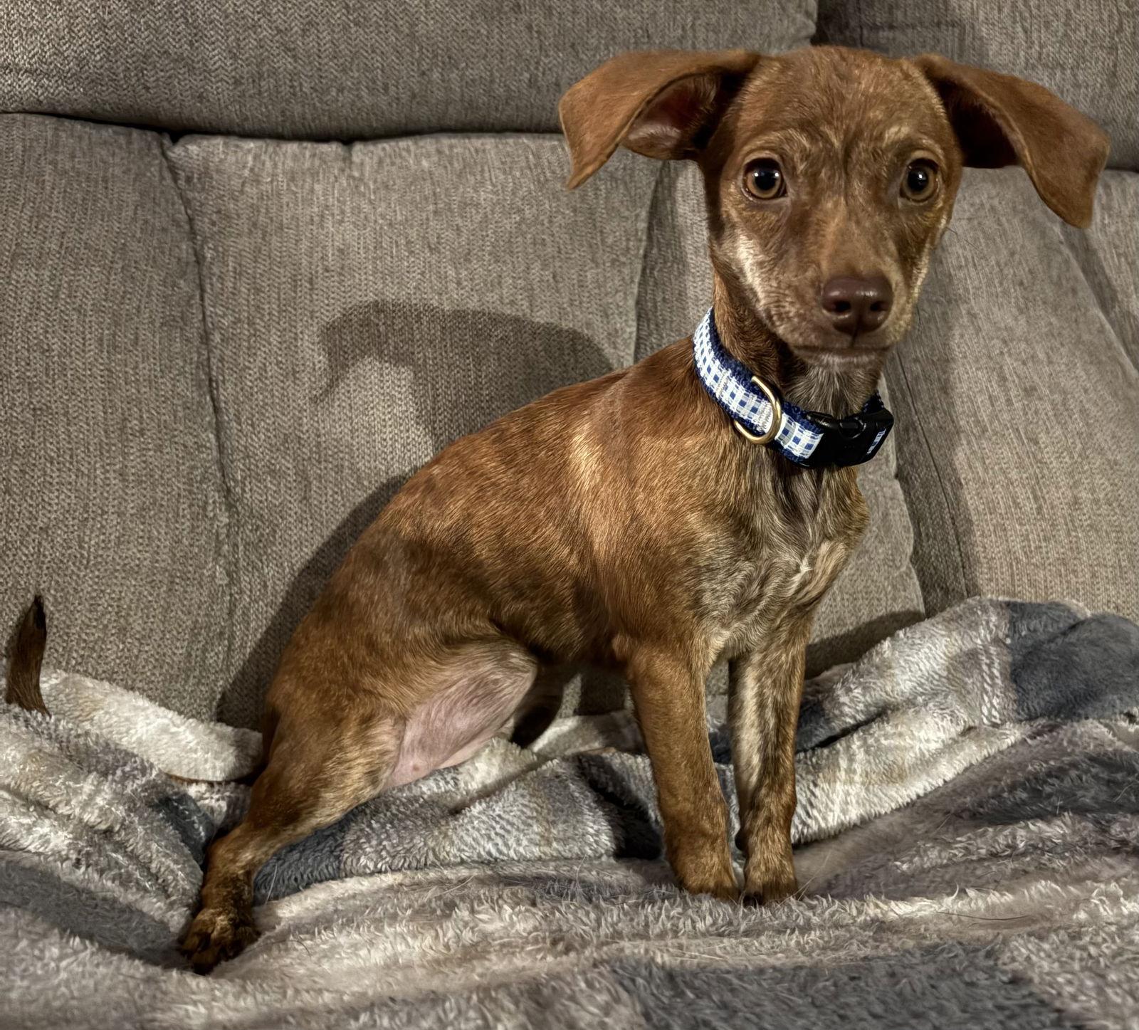 Daphne - Adoptable Pet | Petfinder | Petfinder