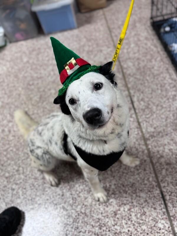 Enlarge Loki, a Adoptable mixed breed in Disputanta, VA image 1/6