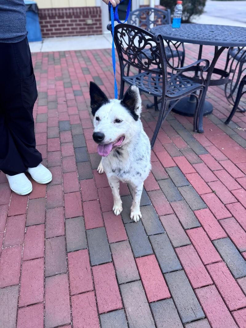 Enlarge Loki, a Adoptable mixed breed in Disputanta, VA image 3/6