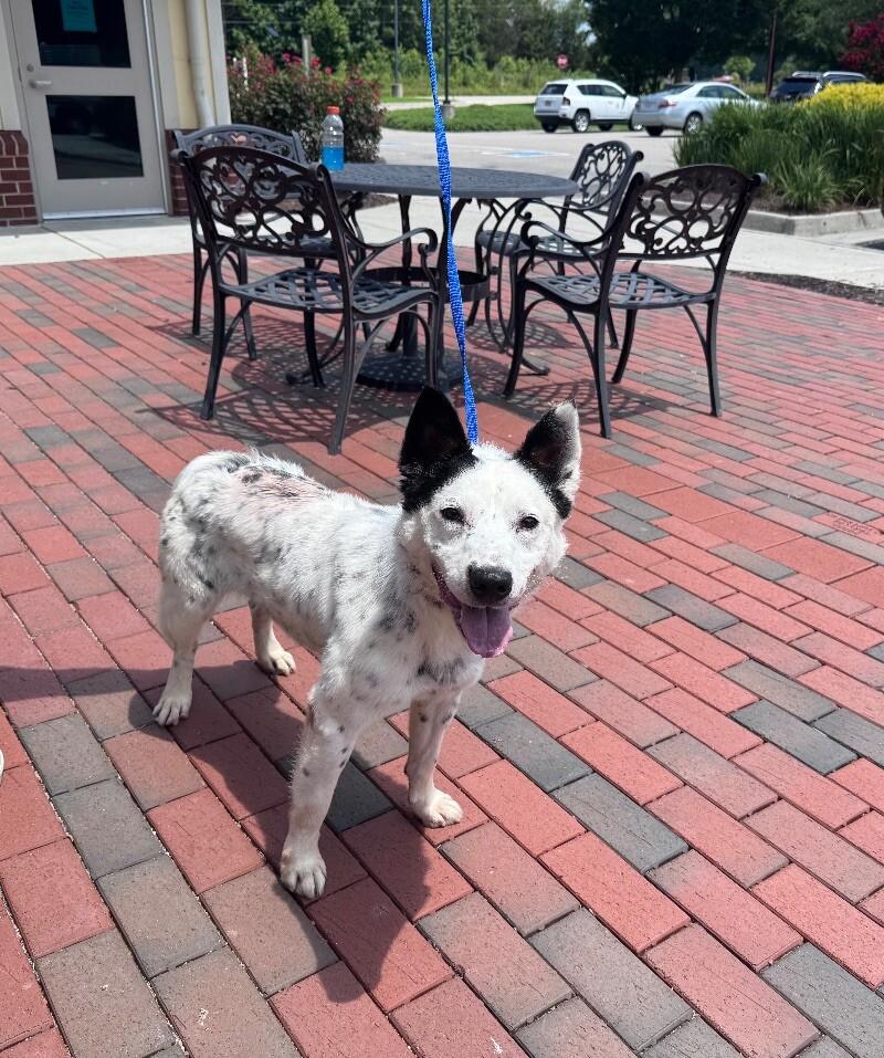 Enlarge Loki, a Adoptable mixed breed in Disputanta, VA image 4/6