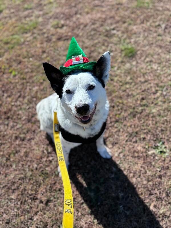 Enlarge Loki, a Adoptable mixed breed in Disputanta, VA image 5/6