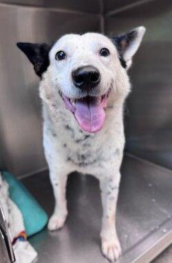 Enlarge Loki, a Adoptable mixed breed in Disputanta, VA image 6/6