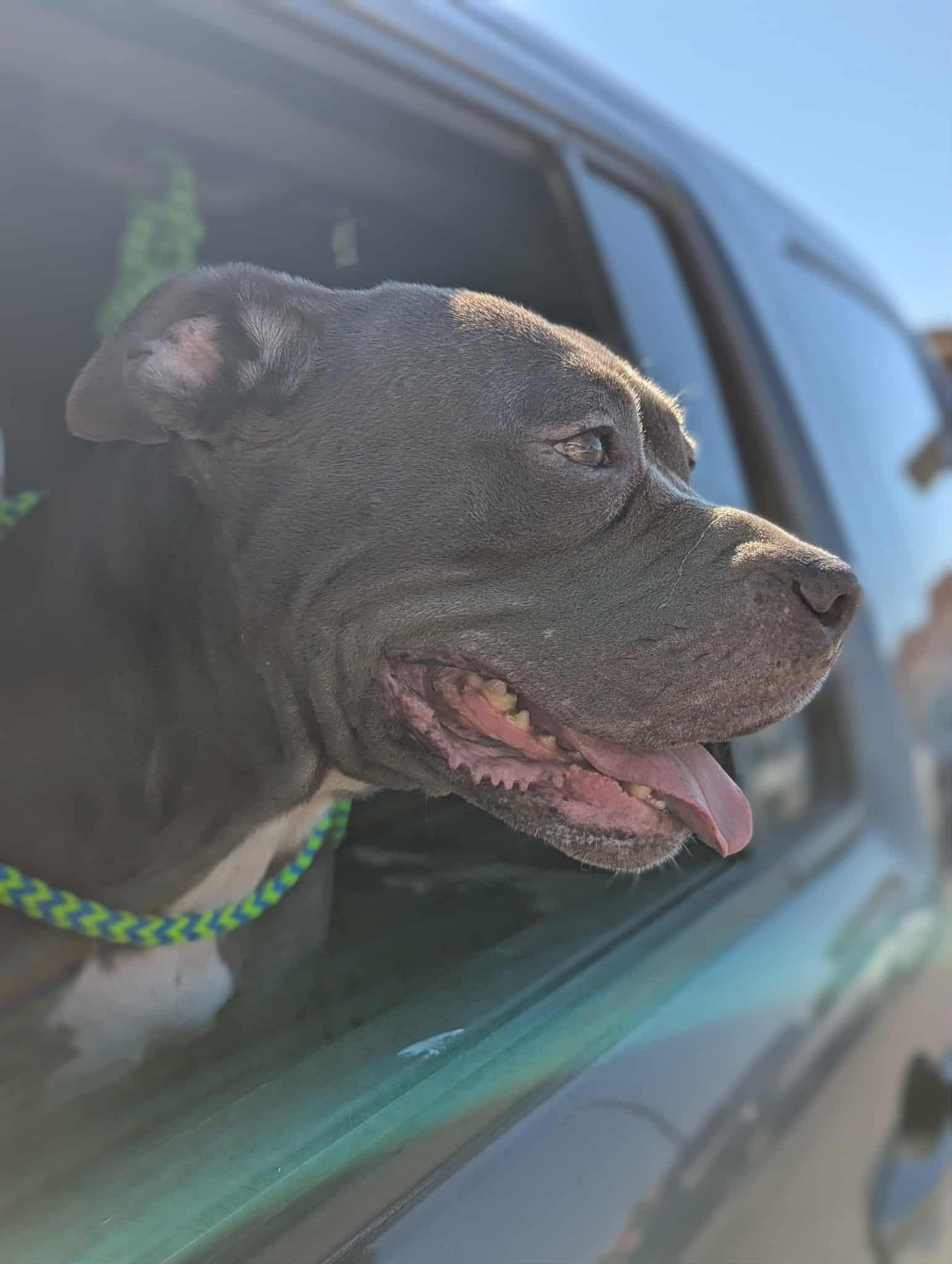 Roxy, a Adoptable Pit Bull Terrier in El Centro, CA image 1/3