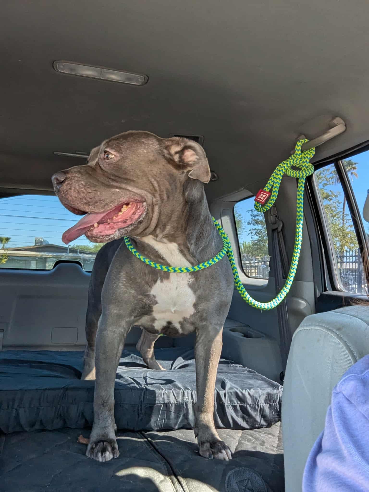 Roxy, a Adoptable Pit Bull Terrier in El Centro, CA image 2/3