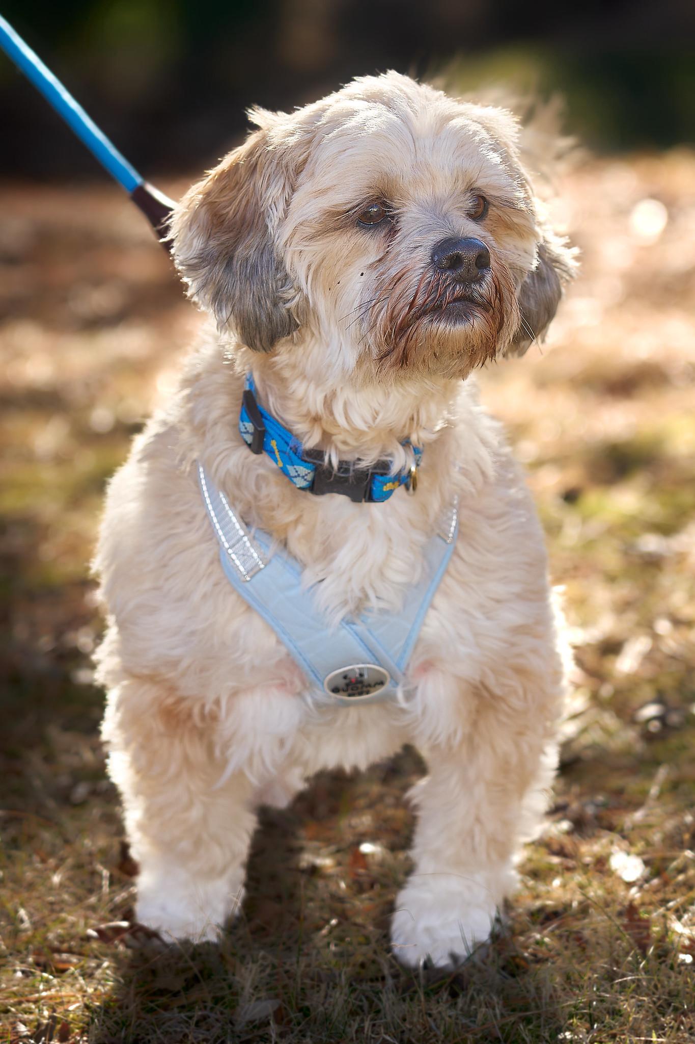 Enlarge Remy, an adopted mixed breed in Ellicott City, MD image 5/5