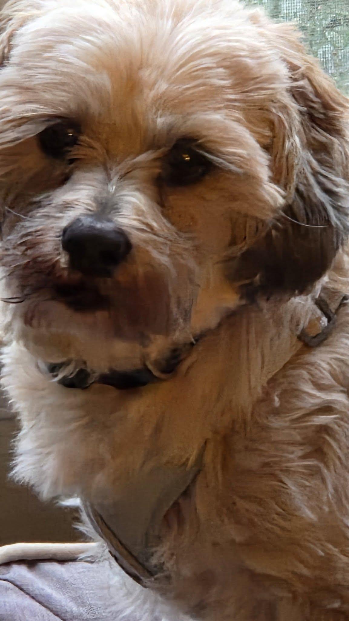 Remy, ADOPTABLE, Adult Male Havanese.