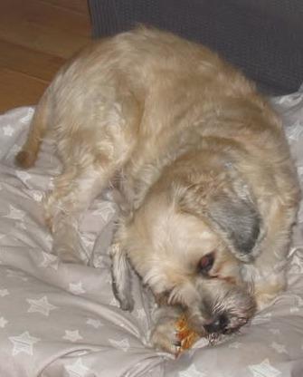 Enlarge Remy, a ADOPTABLE mixed breed in Ellicott City, MD image 5/5