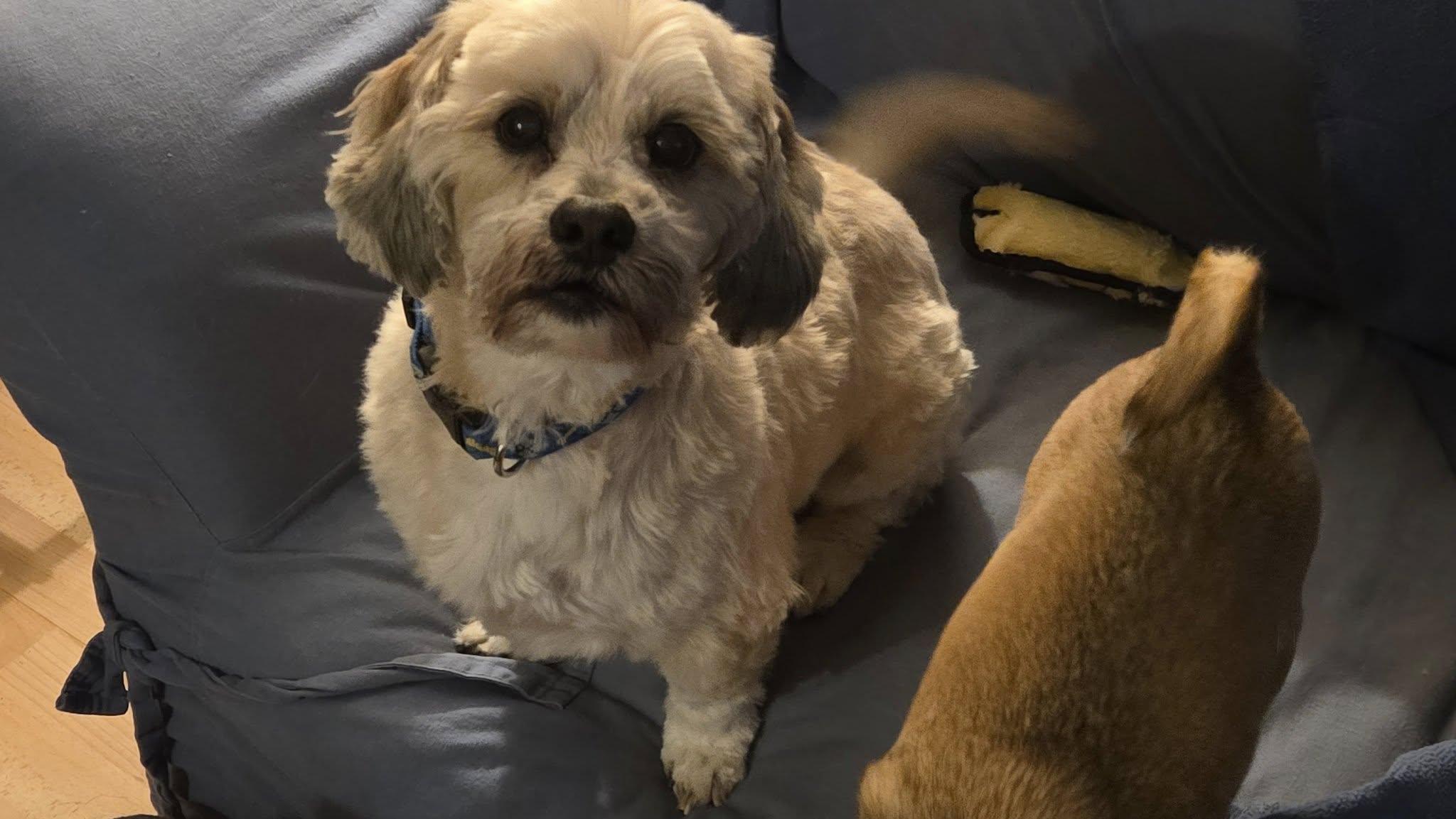 Enlarge Remy, a ADOPTABLE mixed breed in Ellicott City, MD image 1/5