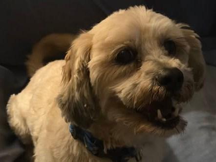 Enlarge Remy, a ADOPTABLE mixed breed in Ellicott City, MD image 2/5