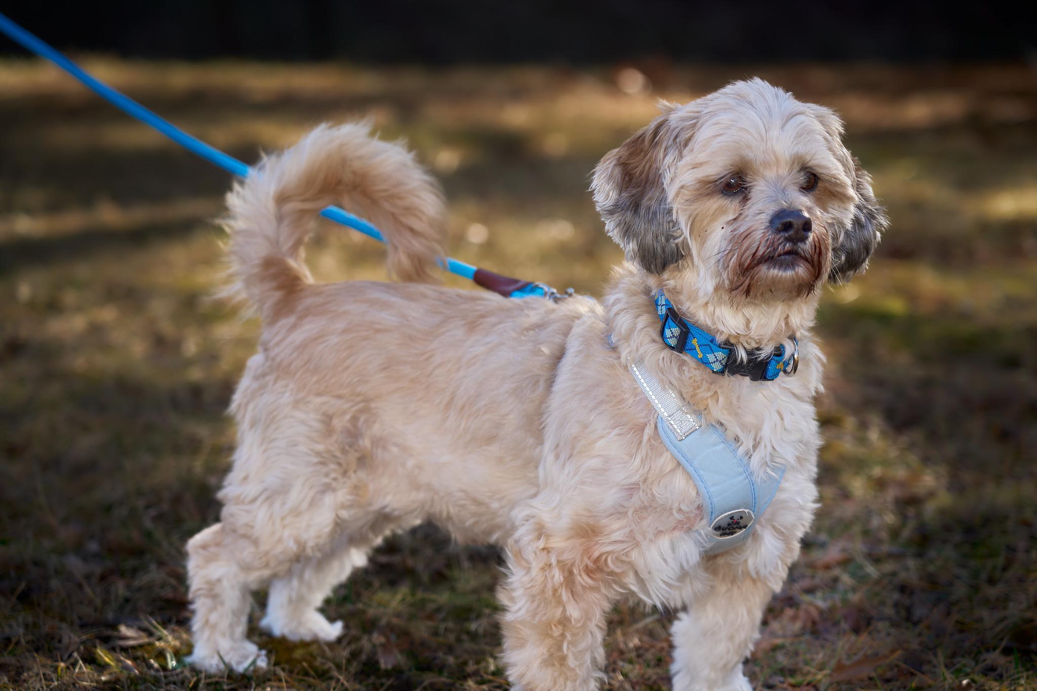 Remy, ADOPTABLE, Adult Male Havanese.