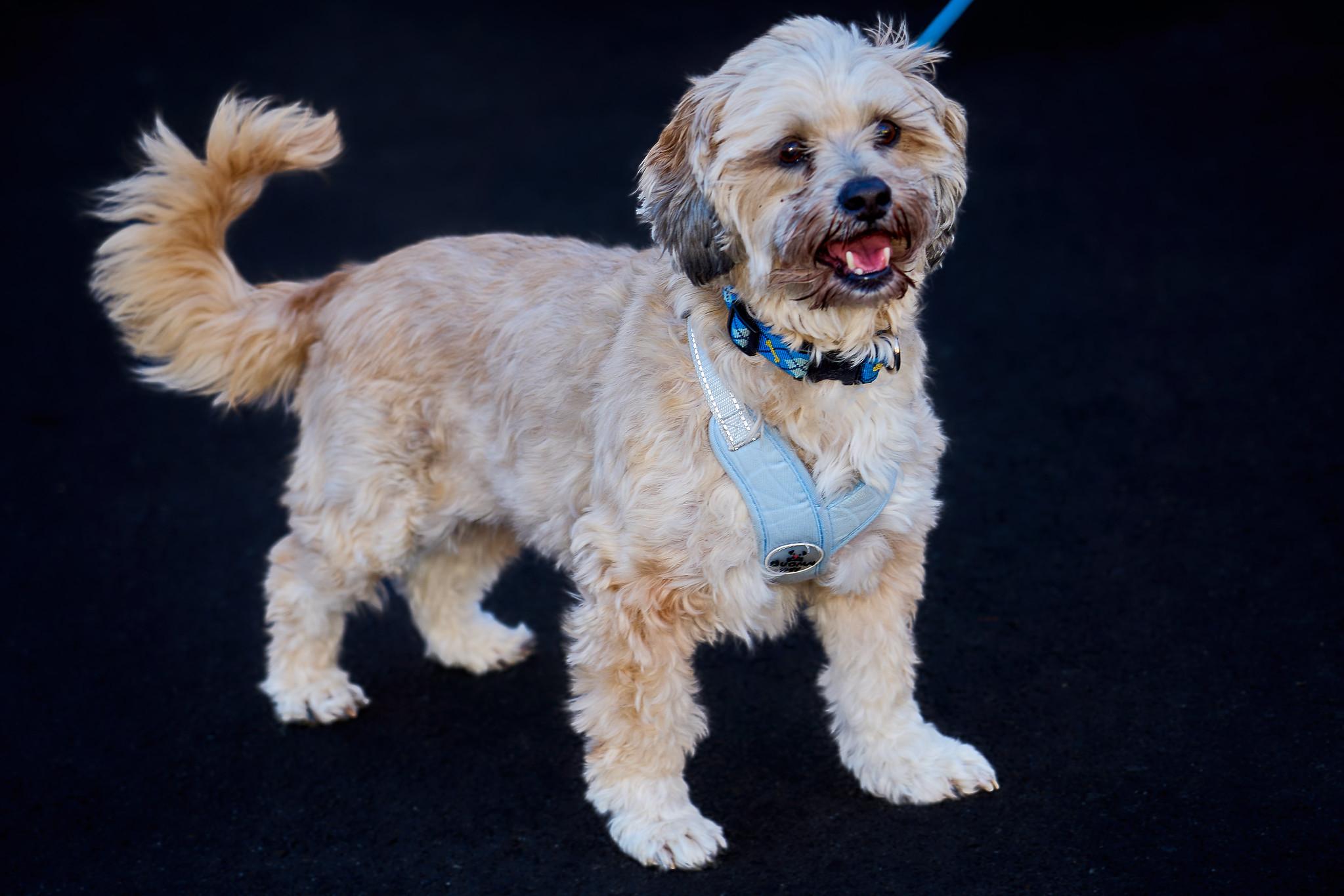Enlarge Remy, an adopted mixed breed in Ellicott City, MD image 2/5