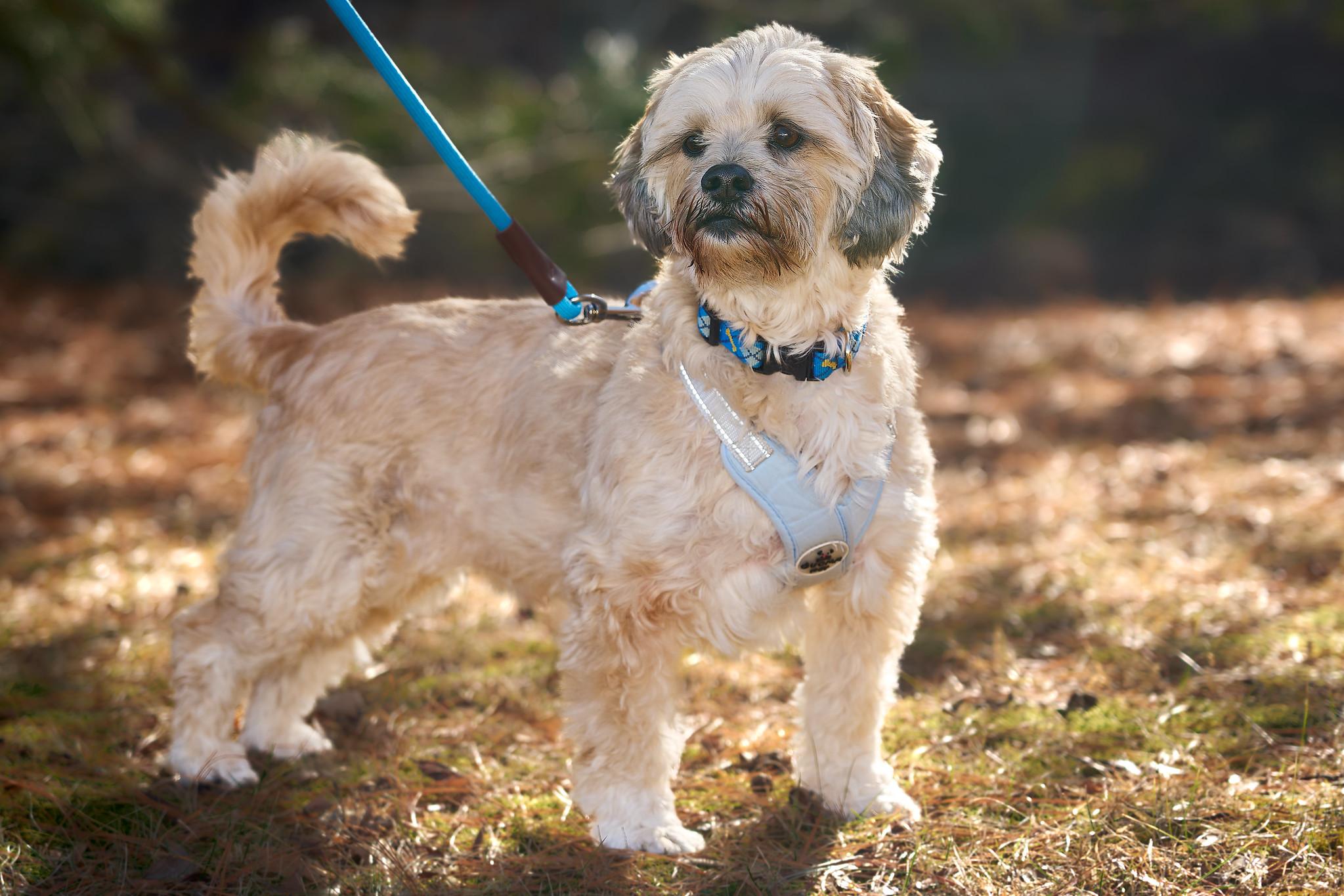 Enlarge Remy, an adopted mixed breed in Ellicott City, MD image 4/5