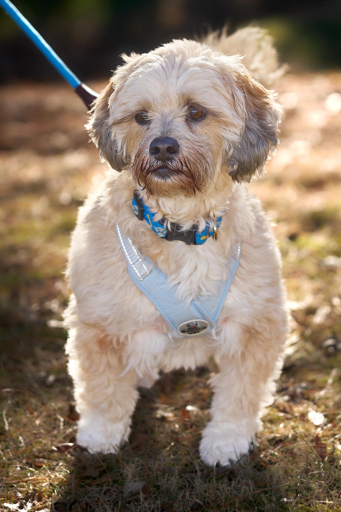 Enlarge Remy, an adopted mixed breed in Ellicott City, MD image 3/5