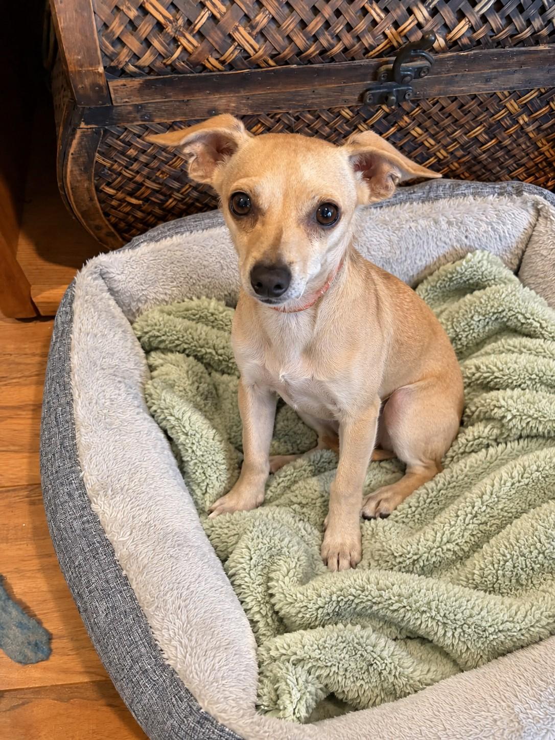 Enlarge Cupcake, a Adoptable mixed breed in Poway, CA image 1/3