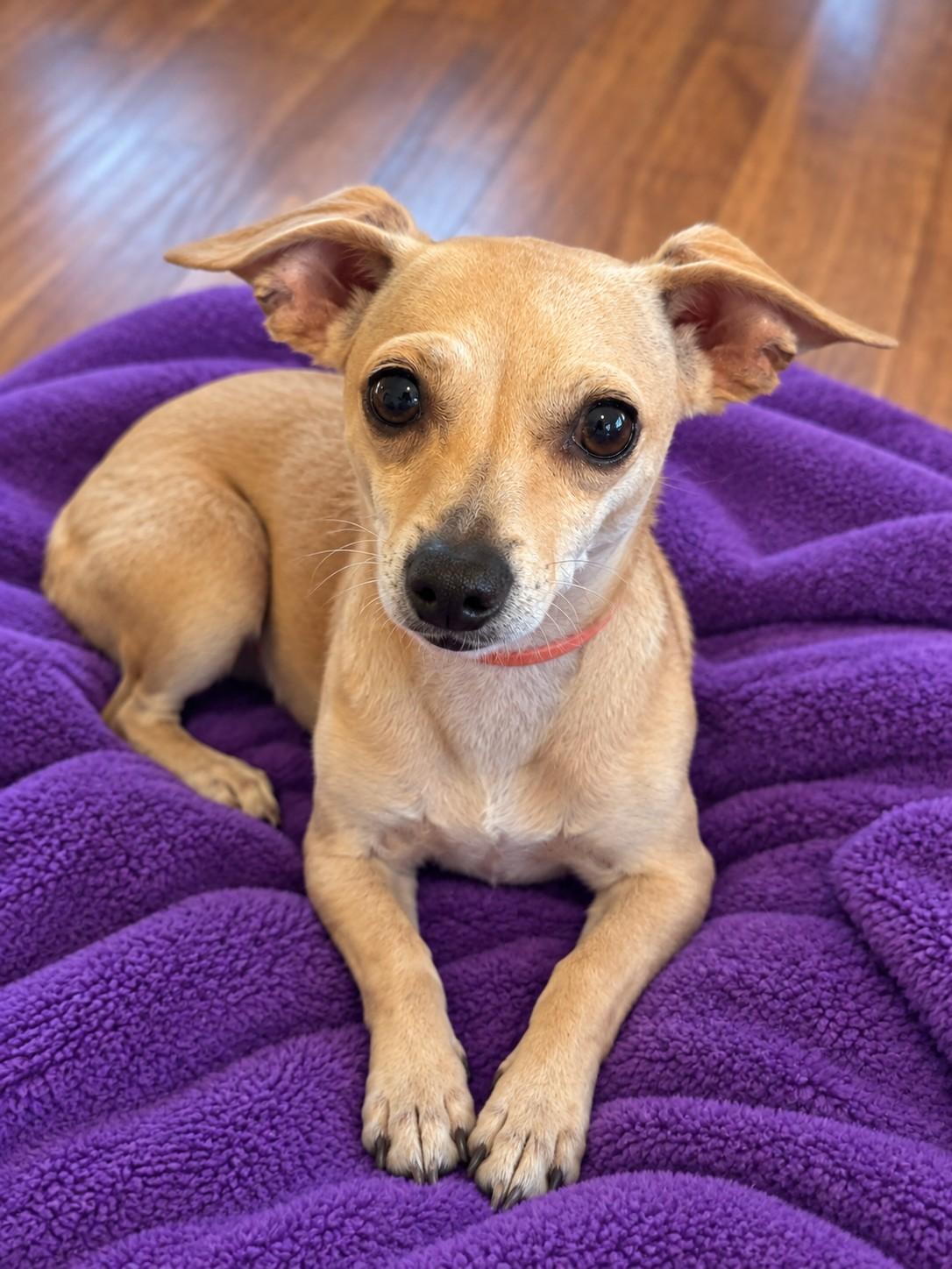 Enlarge Cupcake, a Adoptable mixed breed in Poway, CA image 2/3
