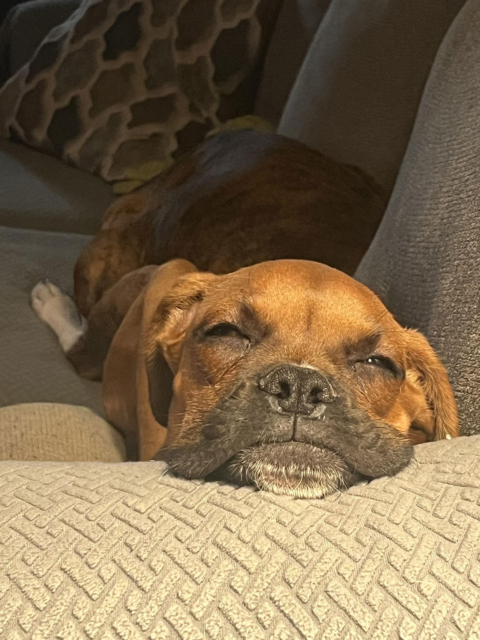 Ace *In a Foster-to-Adopt Home*, Adoptable, Puppy Male Boxer.