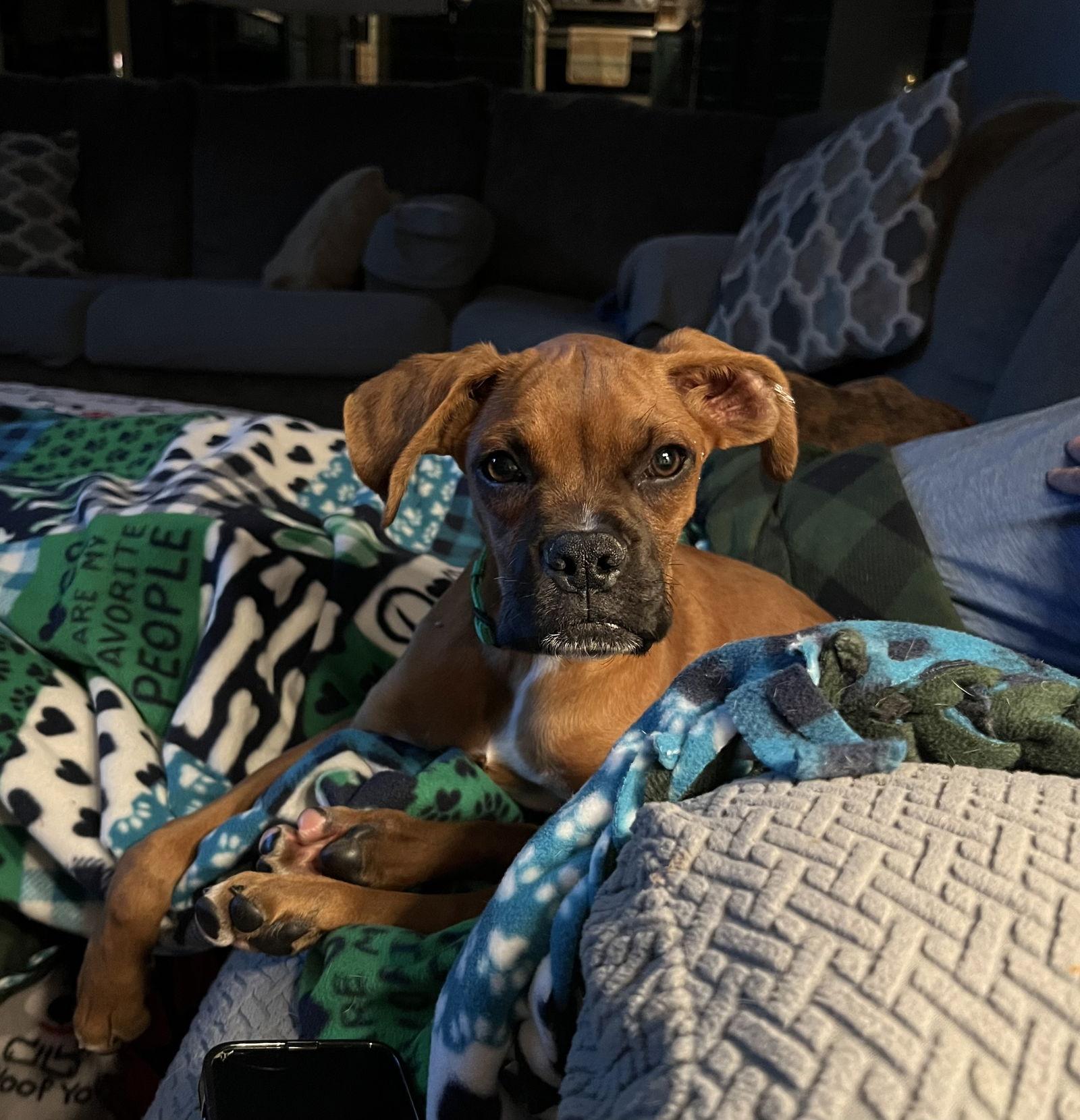 Enlarge Ace *In a Foster-to-Adopt Home*, a Adoptable Boxer in Woodbury, MN image 2/2