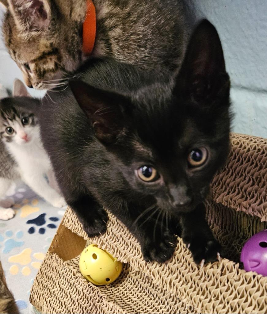 Onyx, Adoptable, Kitten Male Domestic Short Hair.