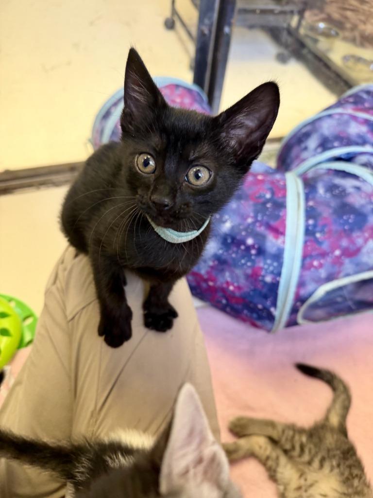 Onyx, a Adoptable mixed breed in Sherwood, AR image 2/3