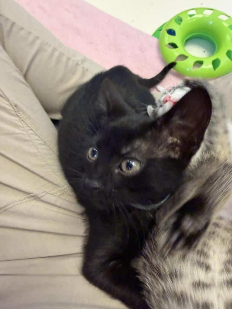 Onyx, a Adoptable mixed breed in Sherwood, AR image 3/3