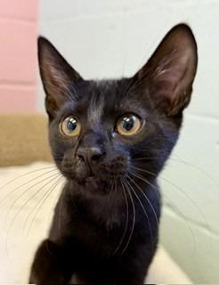 Onyx, a Adoptable mixed breed in Sherwood, AR image 4/5
