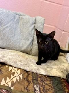 Onyx, a Adoptable mixed breed in Sherwood, AR image 5/5