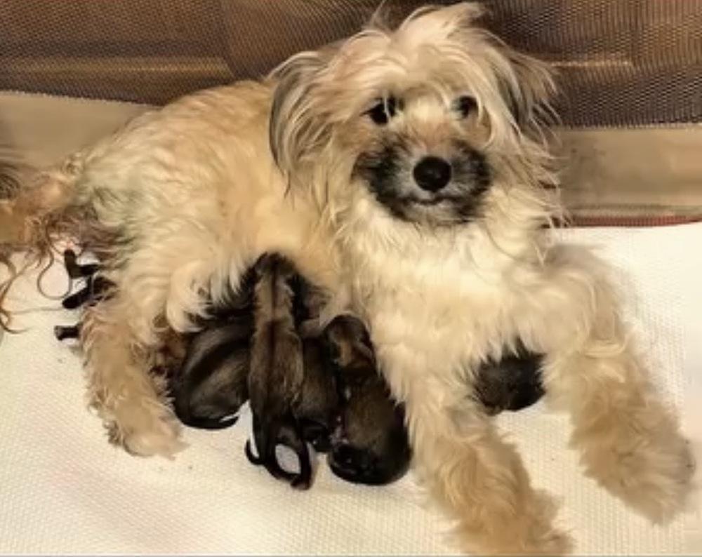 Bianca, Adoptable, Adult Female Maltese & Chinese Crested Dog.