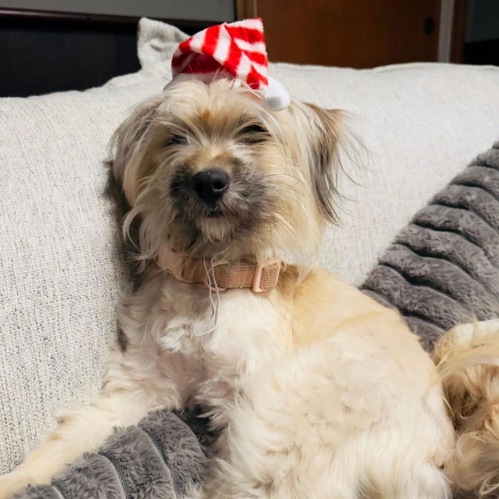 Enlarge Bianca, a Adoptable mixed breed in Middletown, CT image 2/4