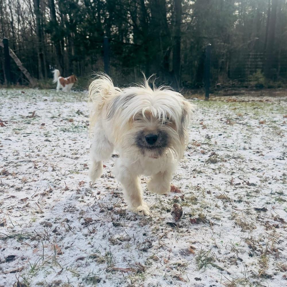 Enlarge Bianca, a Adoptable mixed breed in Middletown, CT image 3/4