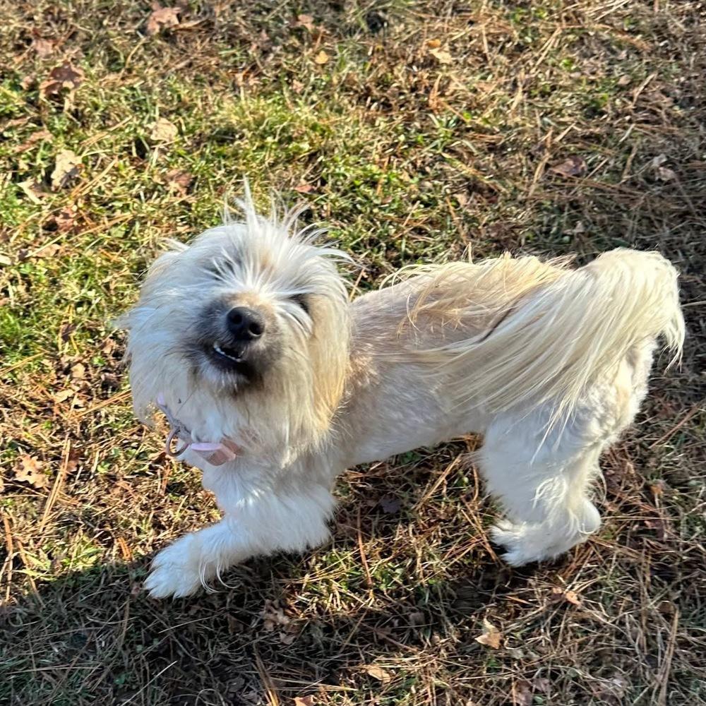 Enlarge Bianca, a Adoptable mixed breed in Middletown, CT image 4/4