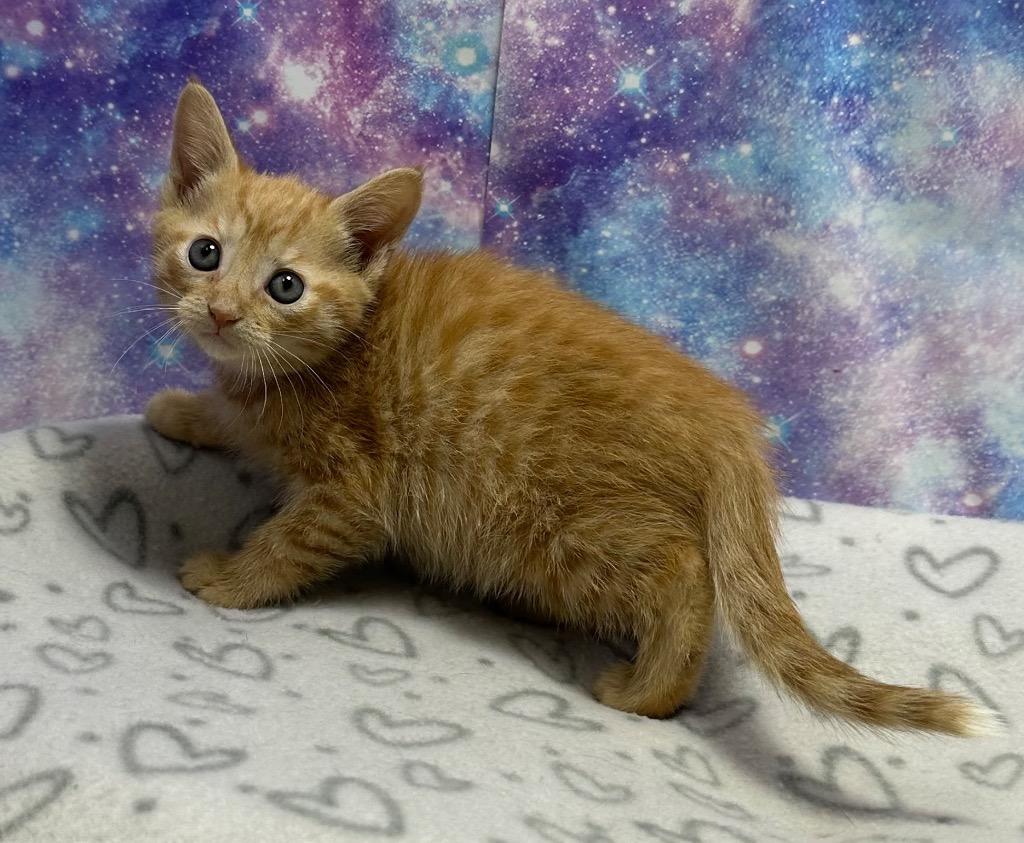 Enlarge Lolly, a Adoptable mixed breed in Washington Court House, OH image 2/2