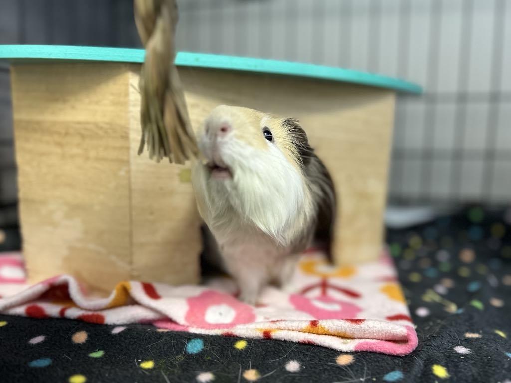 Stanley