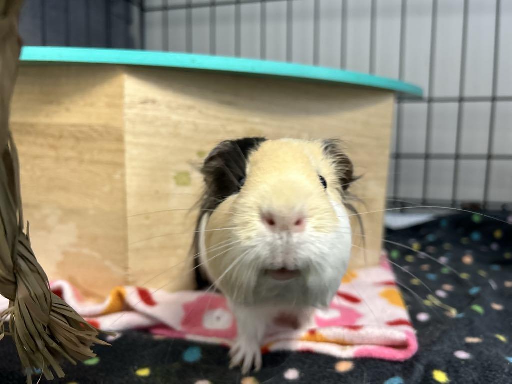 Stanley