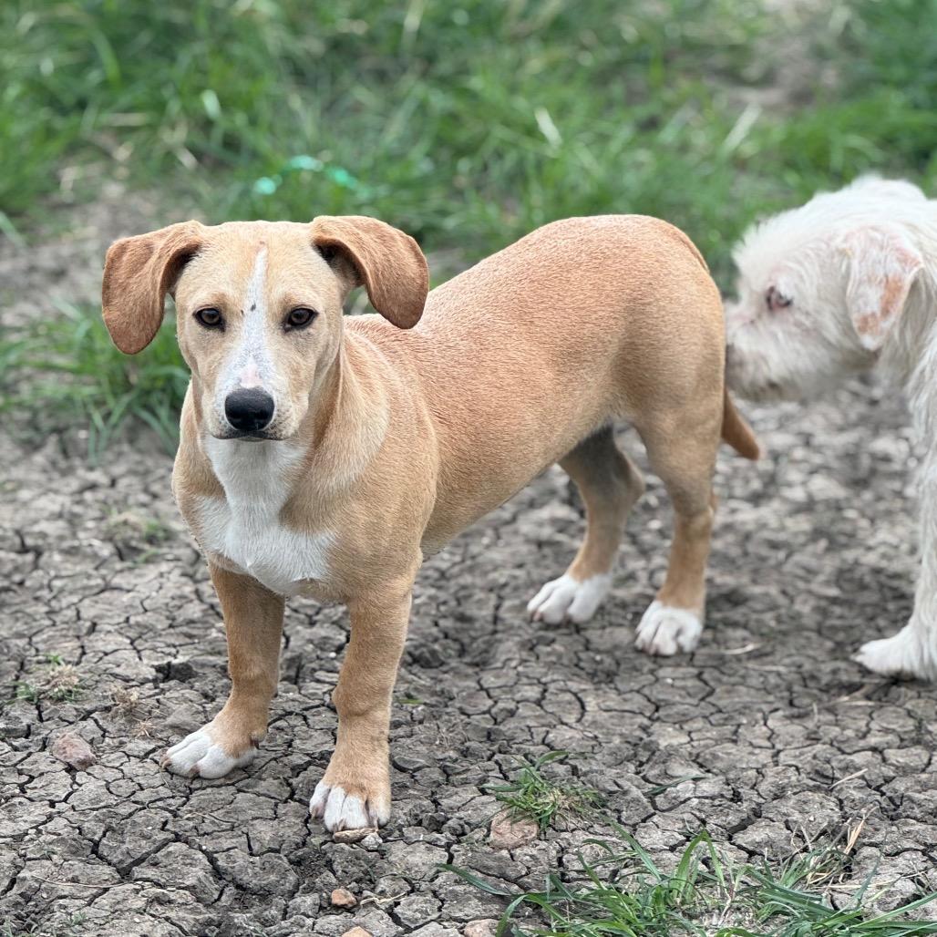 Slinky, Adoptable, Young Male Dachshund & Terrier.