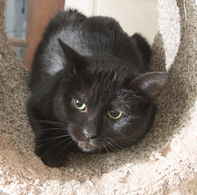 Doppel, a Adoptable Domestic Short Hair in Chicago, IL image 2/2