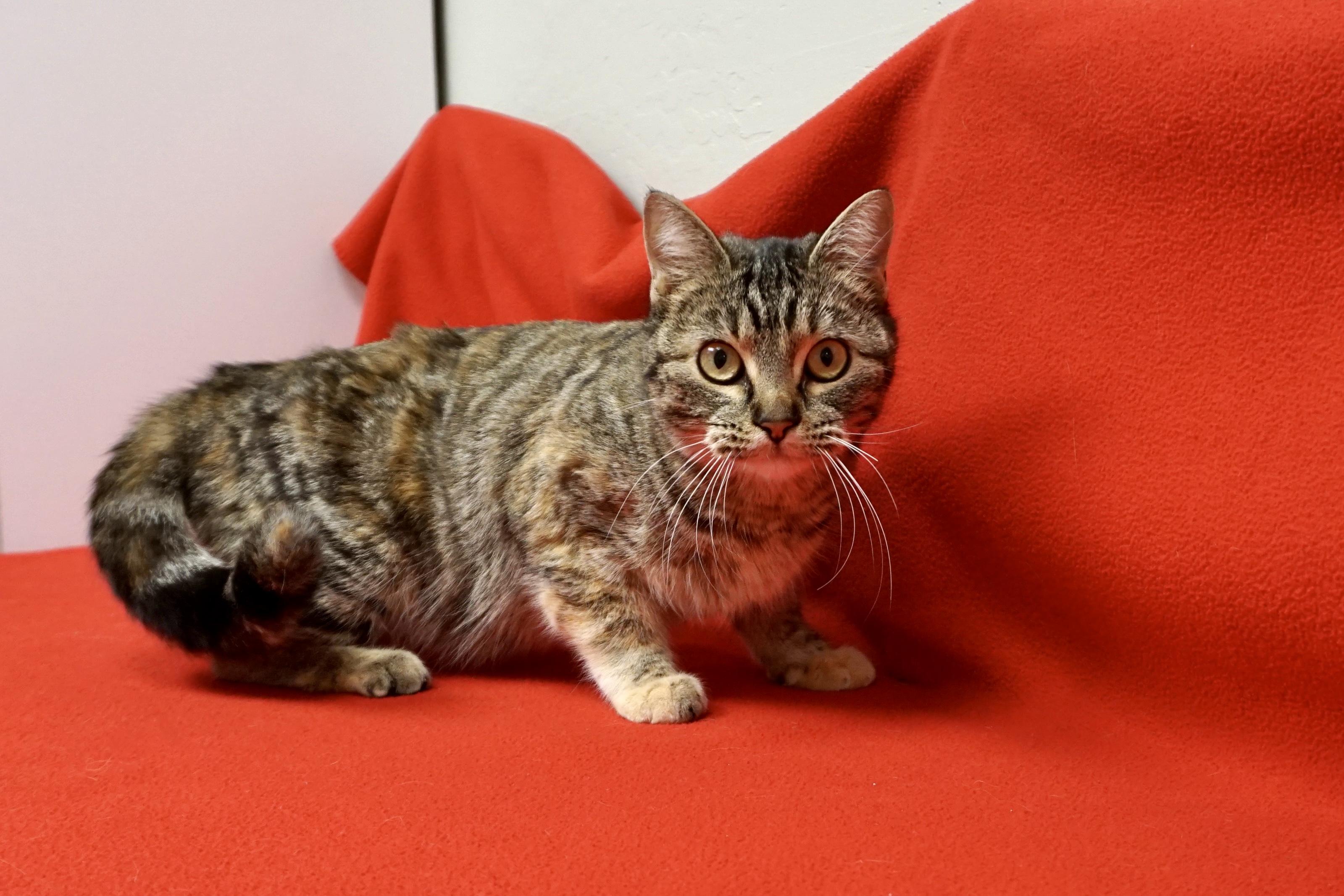 Enlarge Shira, a ADOPTABLE Domestic Short Hair in Fountain Hills, AZ image 4/4