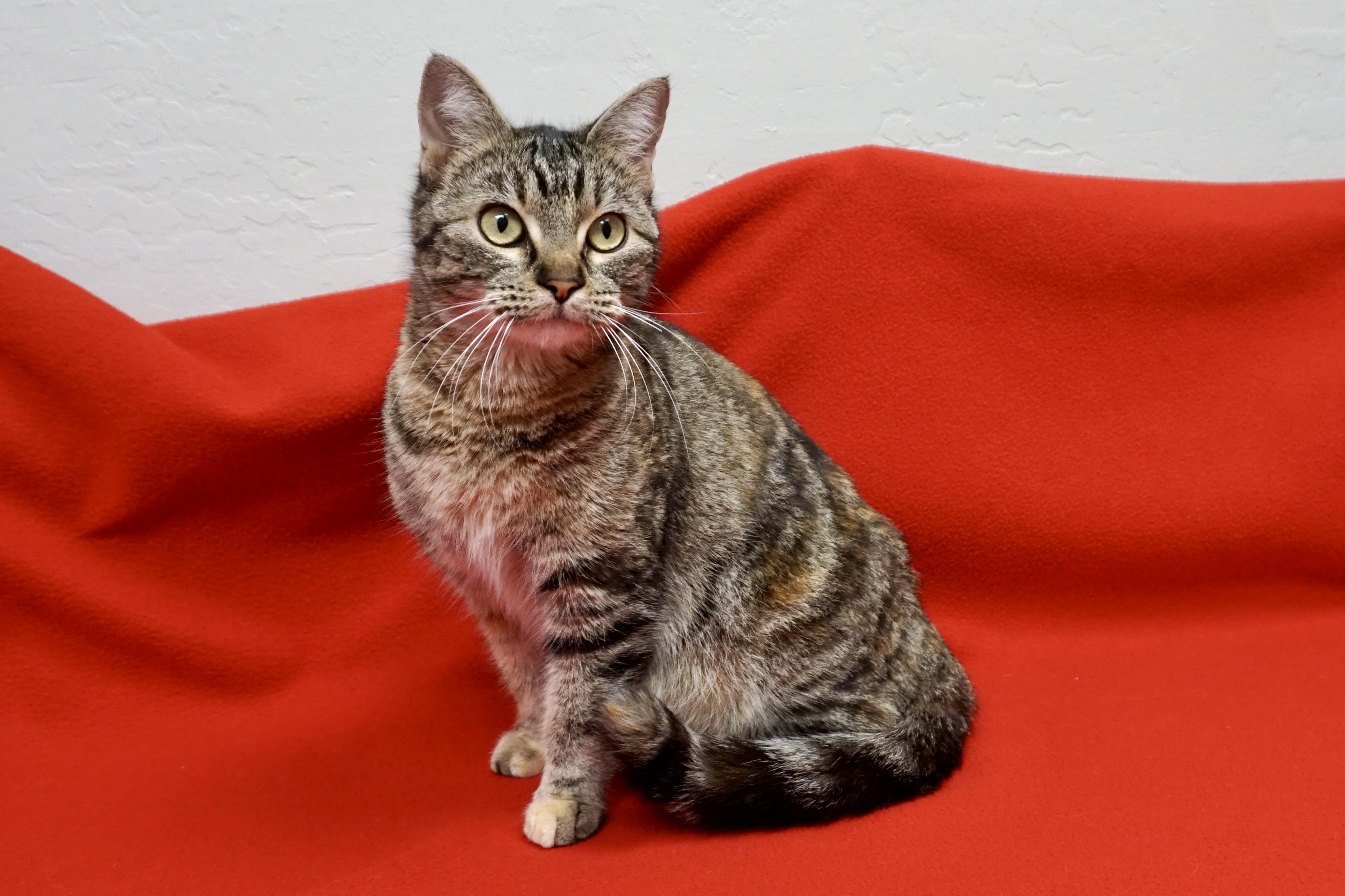 Enlarge Shira, a ADOPTABLE Domestic Short Hair in Fountain Hills, AZ image 1/4