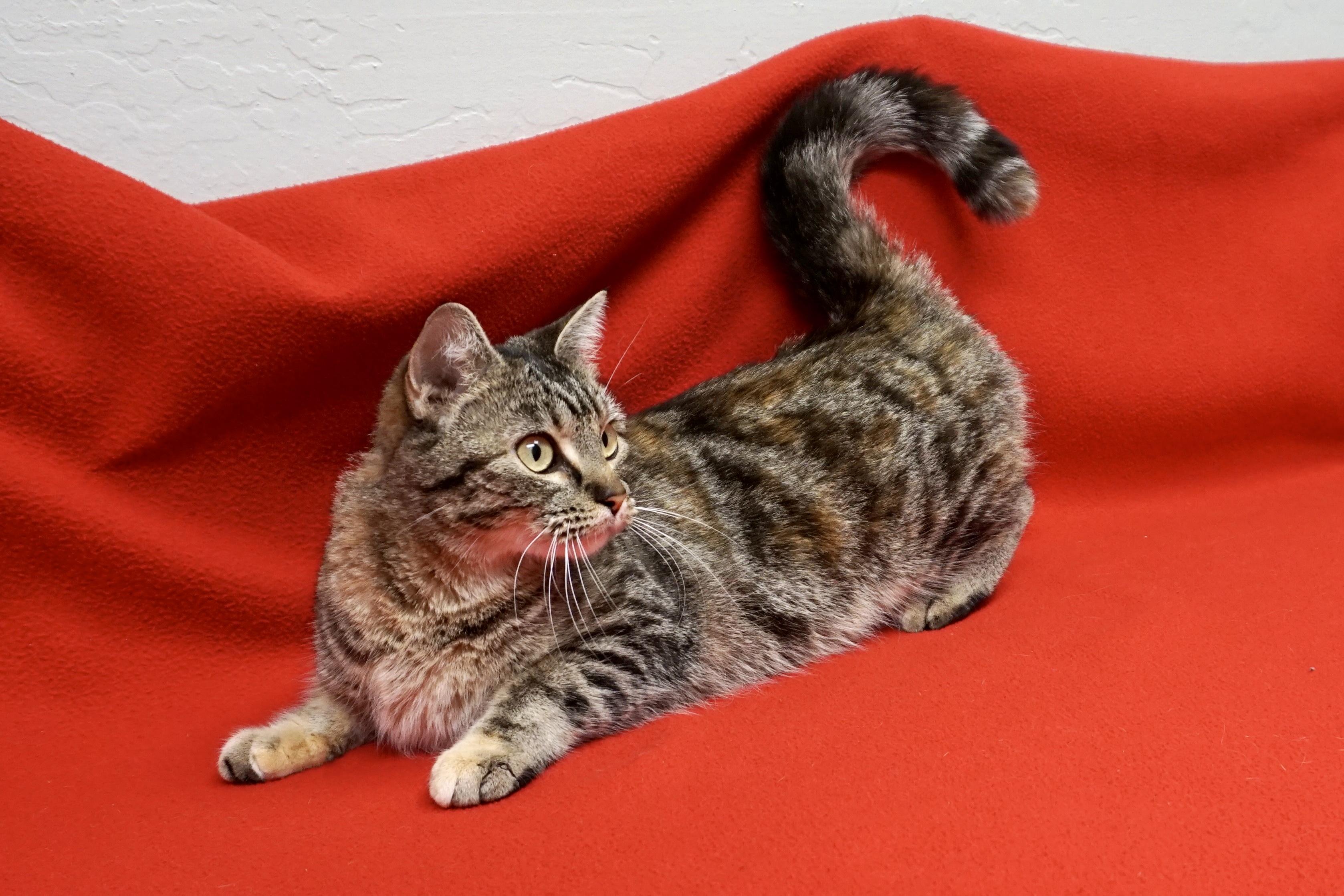 Enlarge Shira, a ADOPTABLE Domestic Short Hair in Fountain Hills, AZ image 3/4