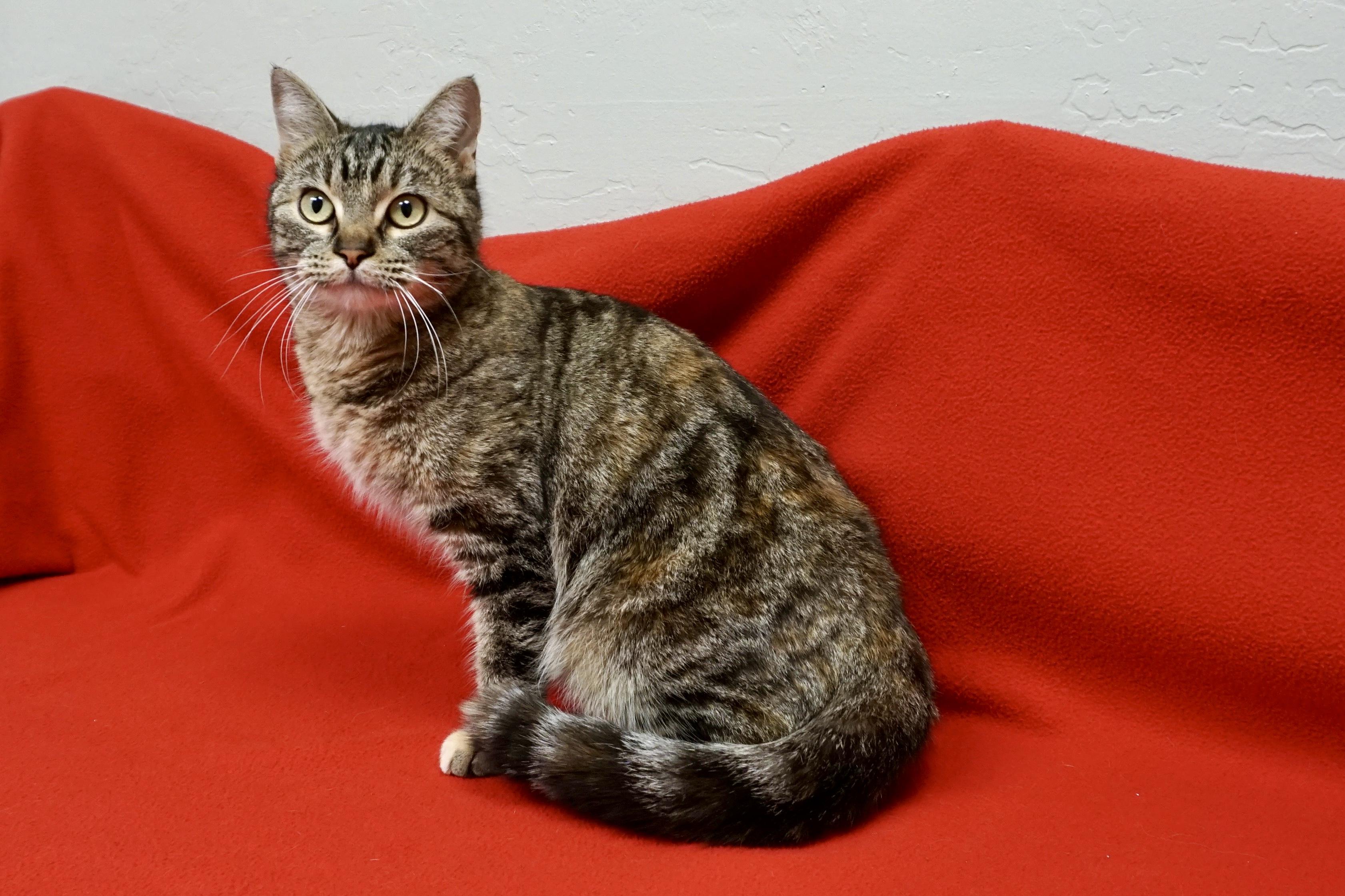 Enlarge Shira, a ADOPTABLE Domestic Short Hair in Fountain Hills, AZ image 2/4