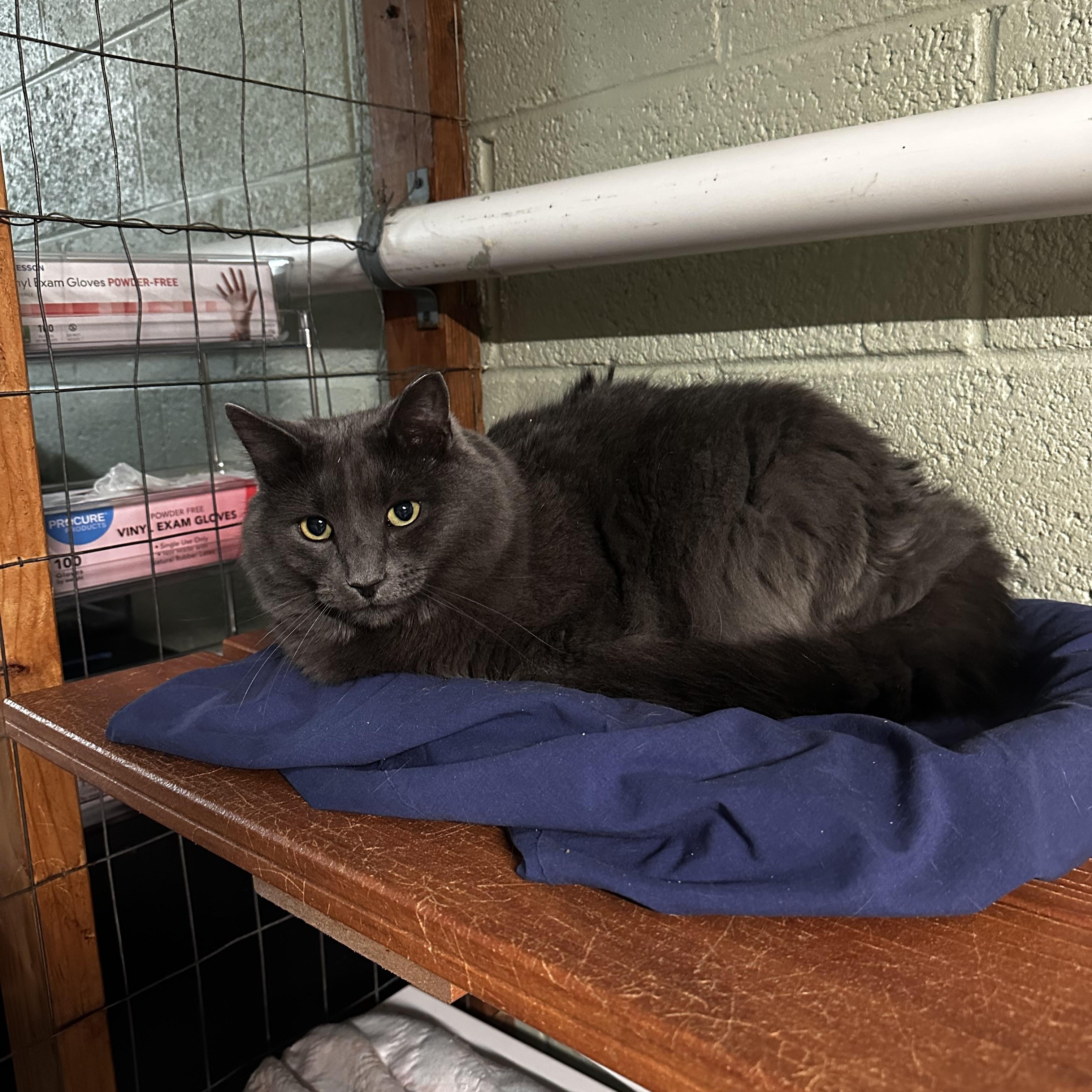 Enlarge Fuzzy Mumps, a ADOPTABLE Domestic Long Hair in North East, MD image 2/2