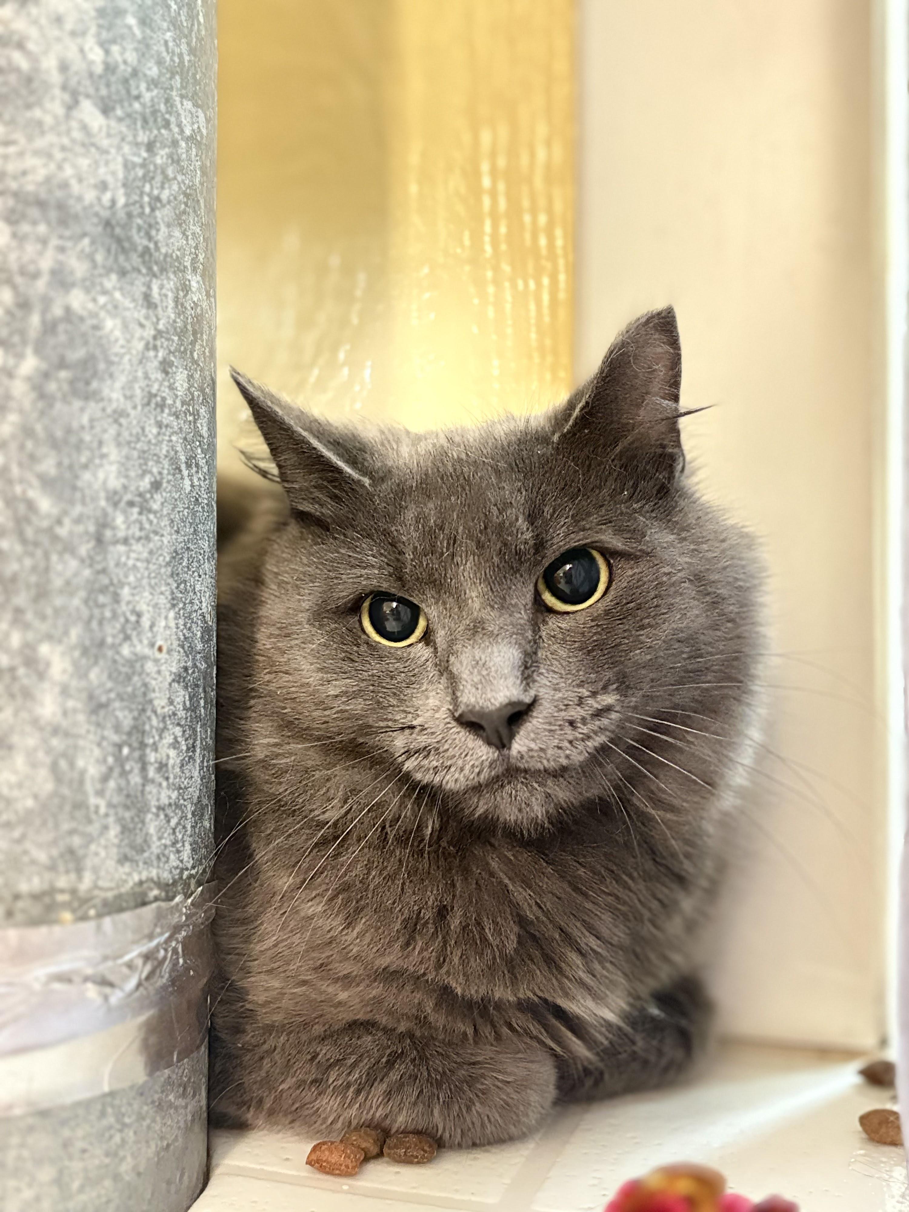 Fuzzy Mumps, ADOPTABLE, Adult Male Domestic Long Hair.