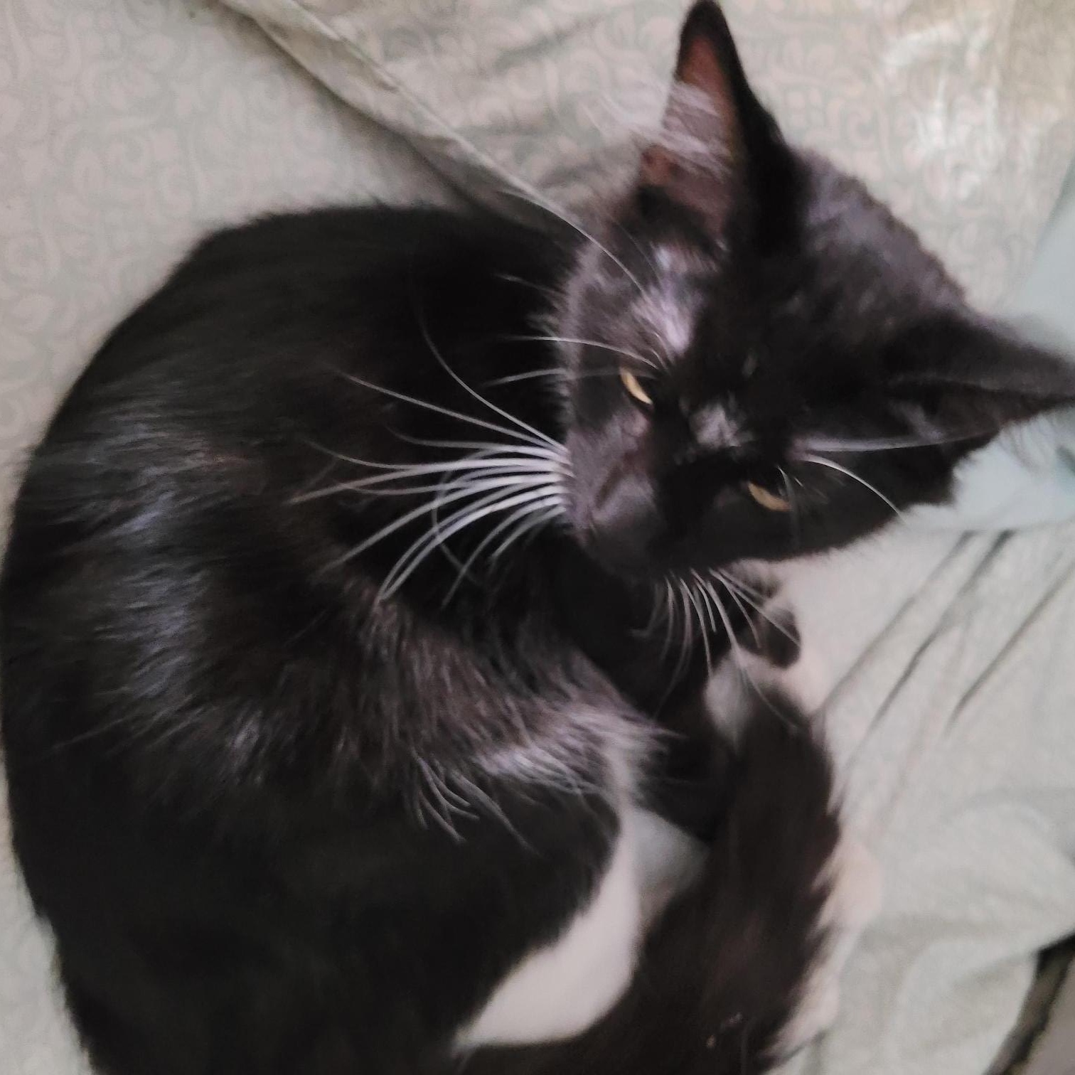 Enlarge Kieko, a Adopted mixed breed in Toledo, OR image 1/2