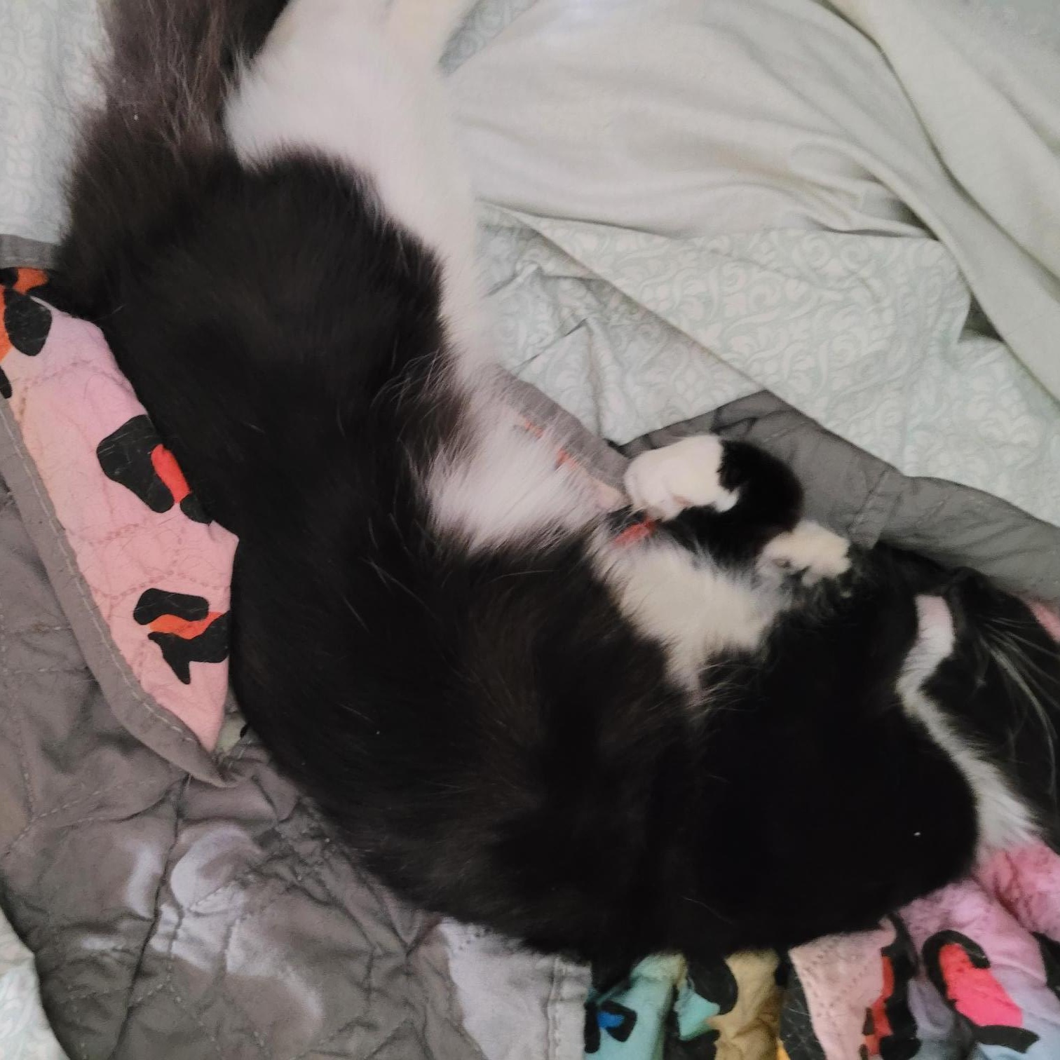 Enlarge Kieko, a Adopted mixed breed in Toledo, OR image 2/2